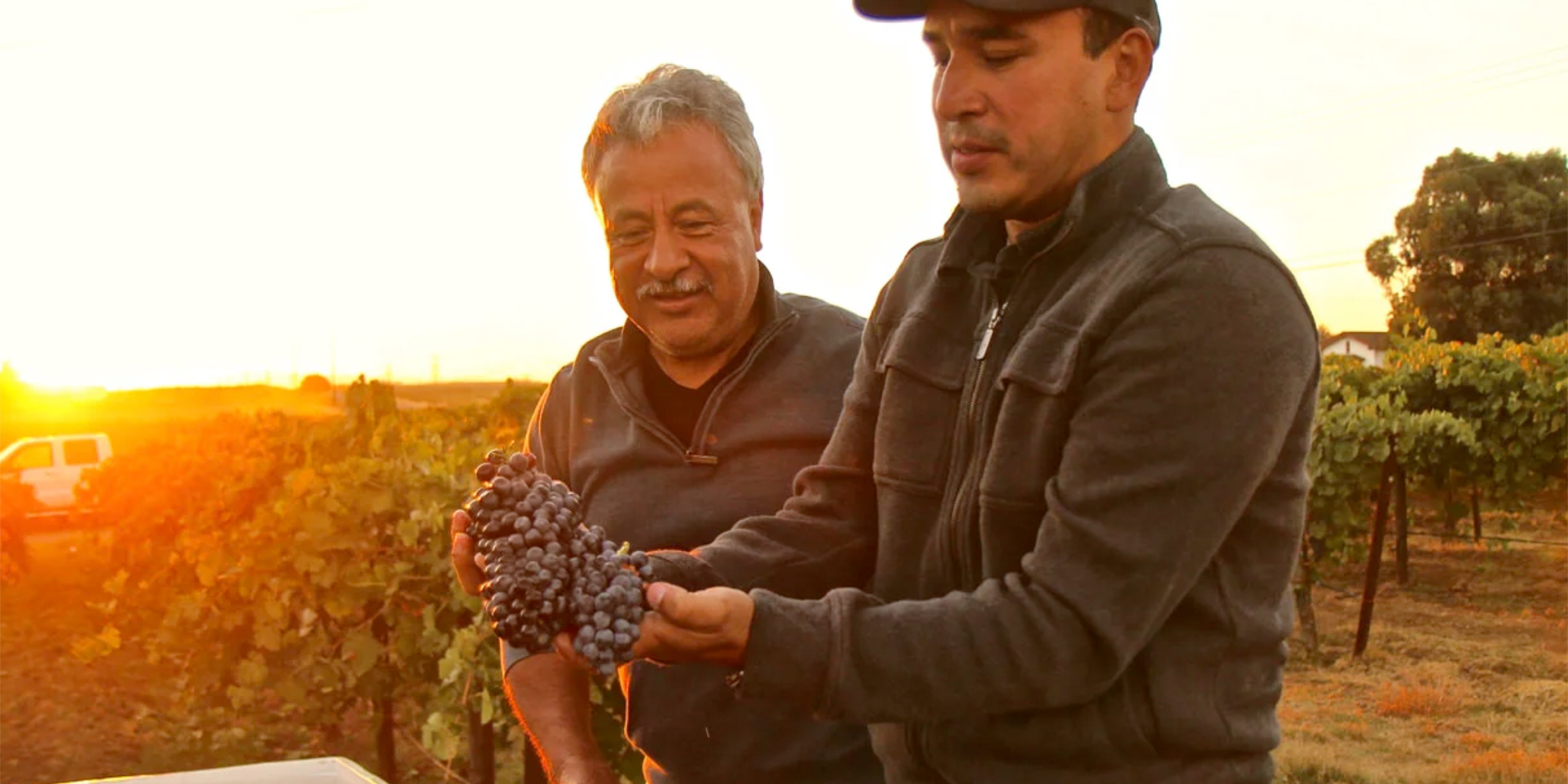 Anaya Vineyards